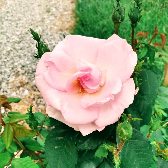 Meet your Posher, Karen - Picture 1 of 1